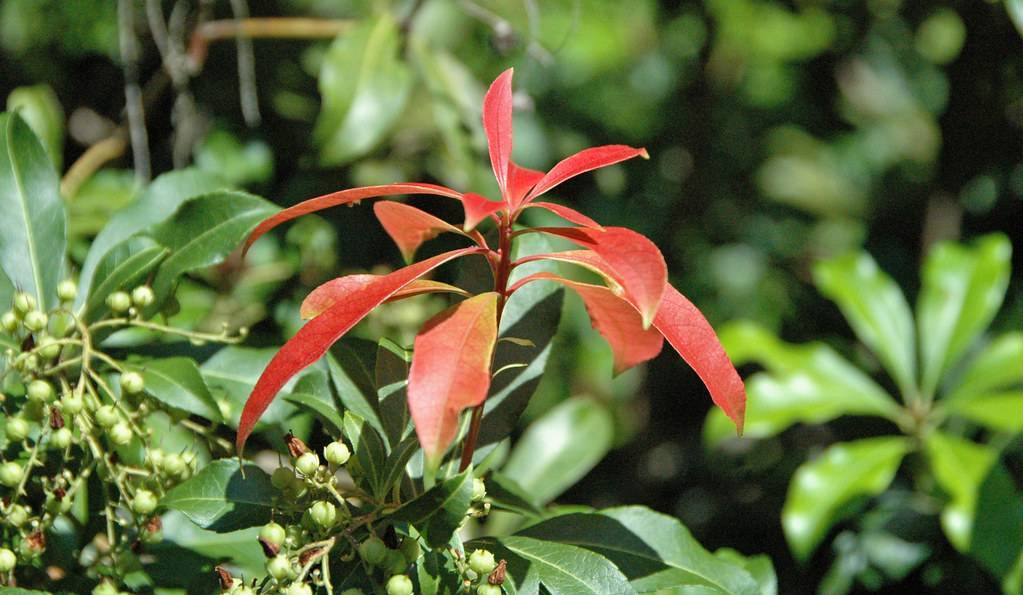 lanceolate, red, glossy leaves with red petioles