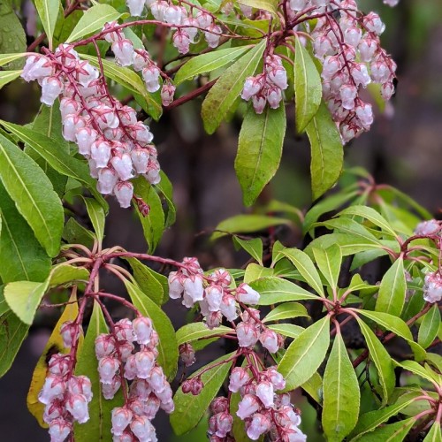 Light-pink flower with pink sepal, pedicel and stems on lime leaves with yellow midrib and veins
