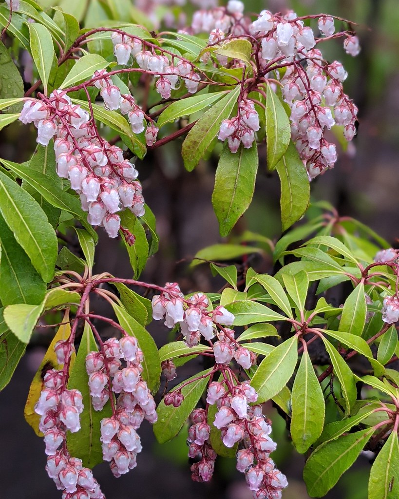 clusters of pendulous-shaped, white, small flowers with deep-pink stems, sepals, and yellow-green, shiny leaves