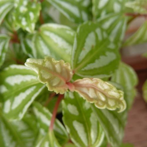 Oval-shaped, white-green, curvy leaves with pink stalks