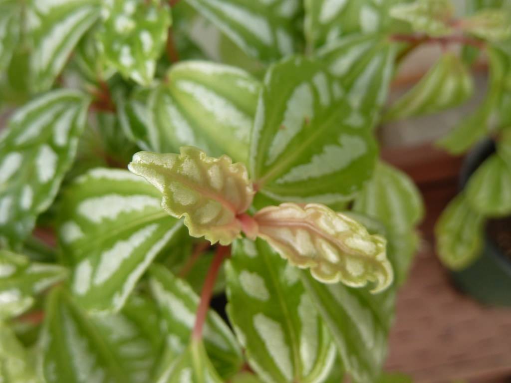 Oval-shaped, white-green, curvy leaves with pink stalks