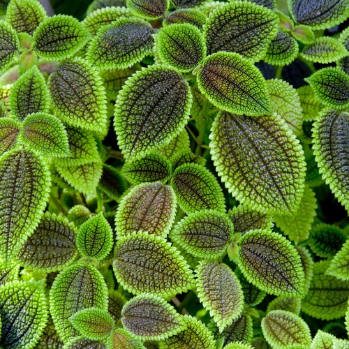 Green-silver-brown leaves with dark-brown veins and
green blade.