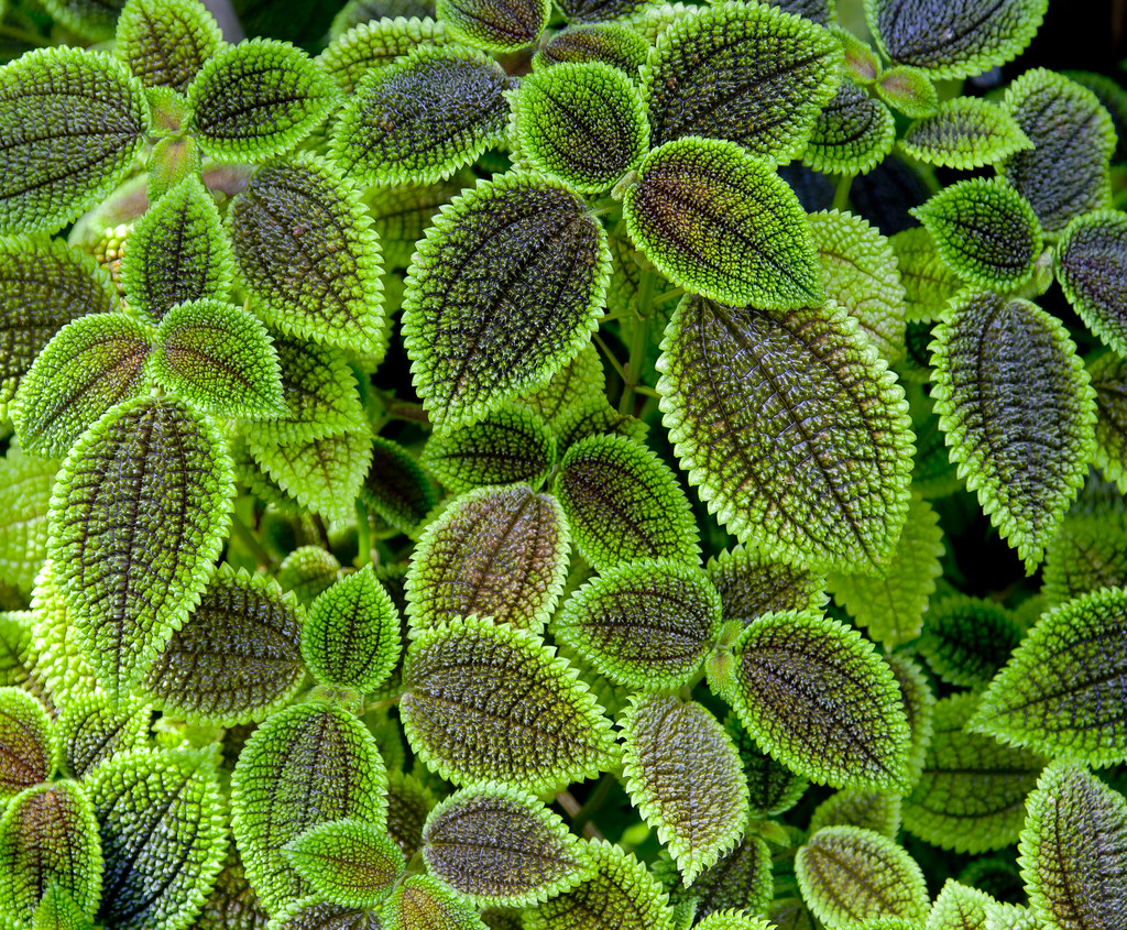 velvety, crinkled, black-green, ovate leaves with green stalks