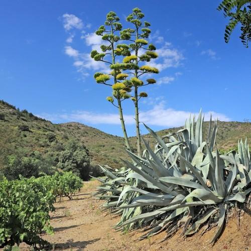 Large succulent plant with green leaves and a thorn on the tip.