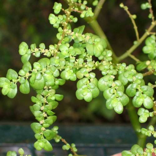 small, oval, glossy, green leaves with tiny, yellow flowers and green, glossy stalks
