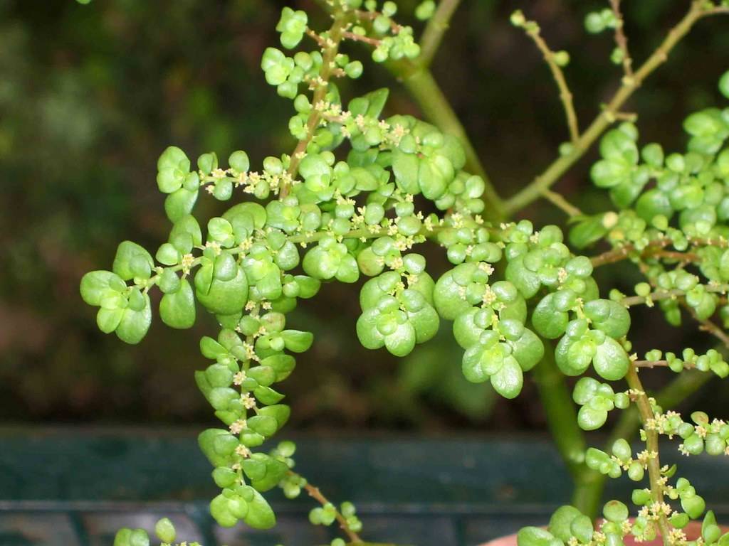 small, oval, glossy, green leaves with tiny, yellow flowers and green, glossy stalks