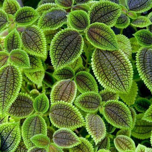 velvety, crinkled, black-green, ovate leaves with green stalks