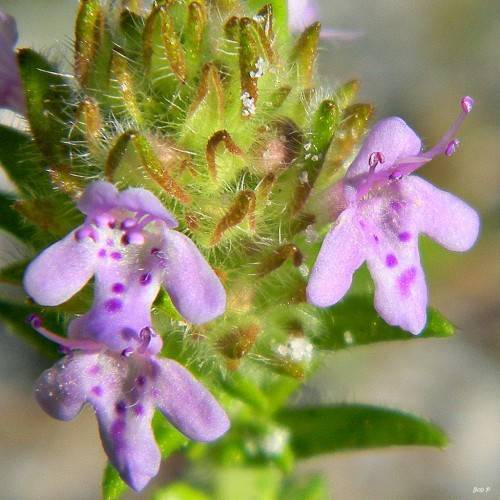 velvety, purple flowers with purple stamens, and pink-green, hairy leaves