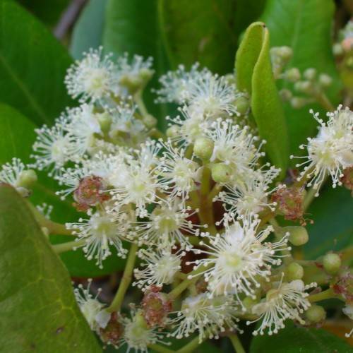 cluster of small, white feathery flowers with creamy-green stalks, and yellow-green, shiny leaves