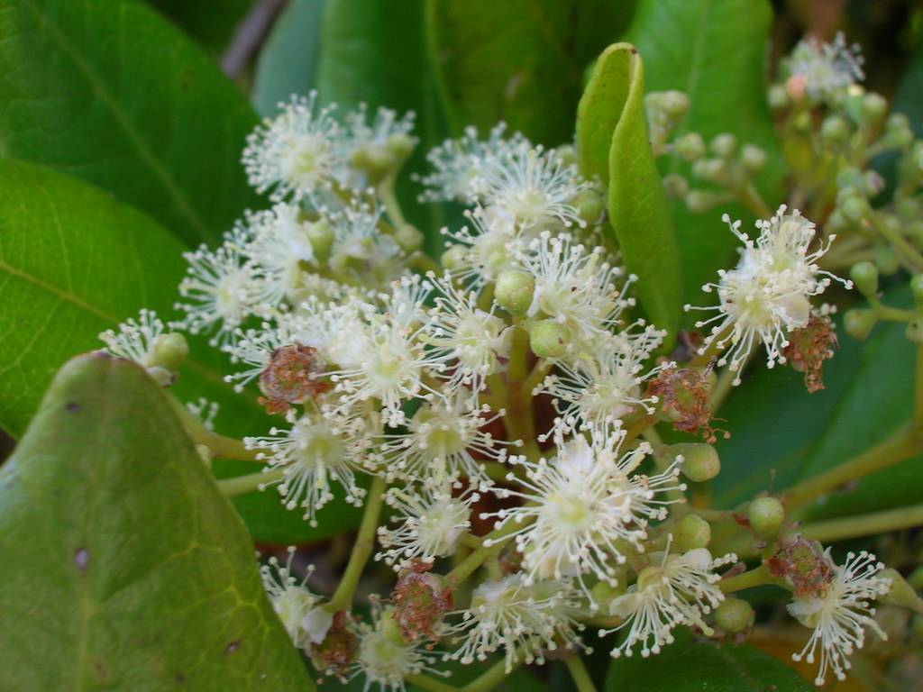 cluster of small, white feathery flowers with creamy-green stalks, and yellow-green, shiny leaves