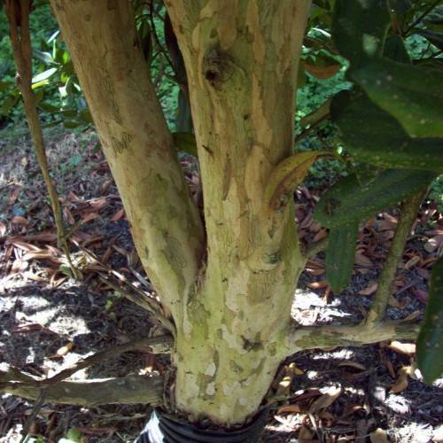 straight, smooth, gray-brown bark