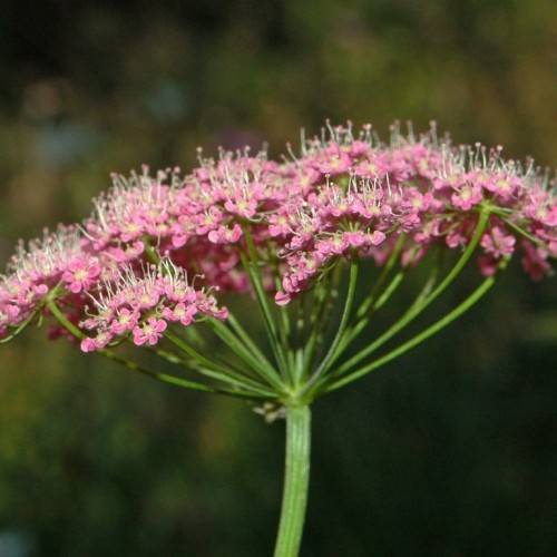 clusters of small, pink flowers with pink-white stamens, green petioles, and green stem