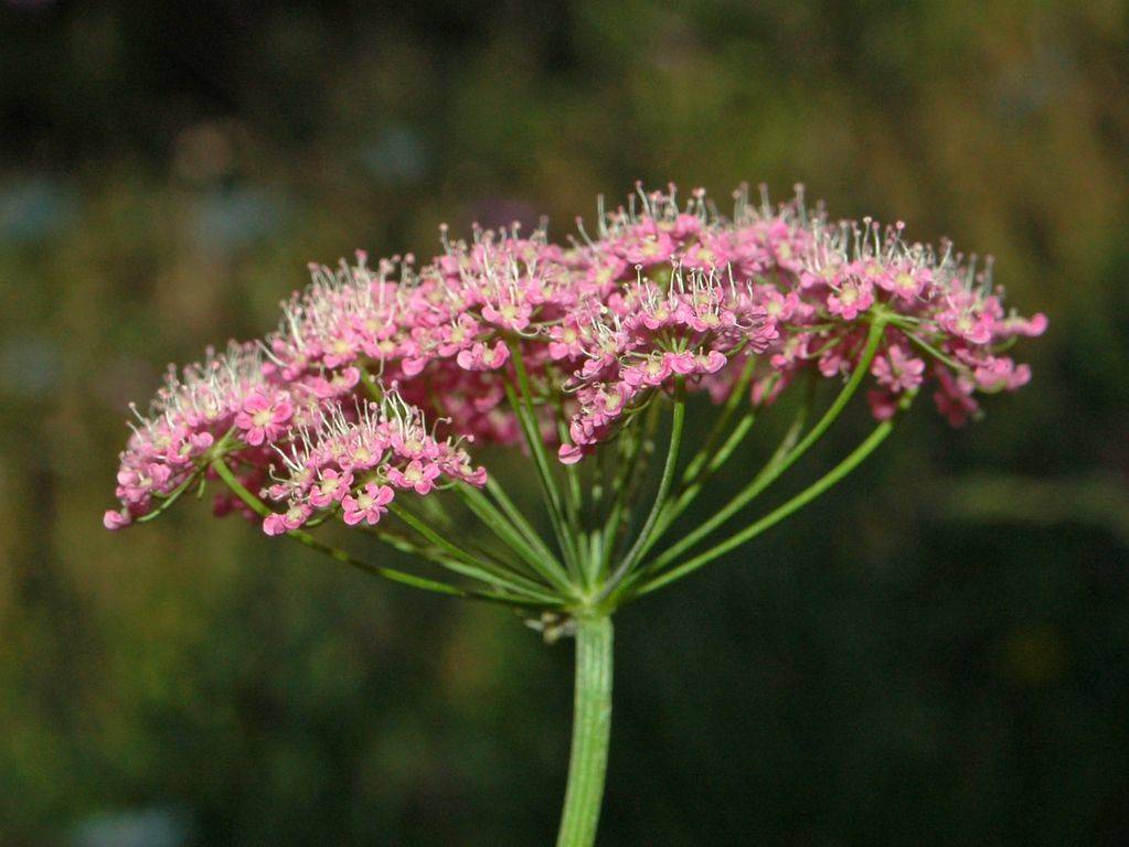 clusters of small, pink flowers with pink-white stamens, green petioles, and green stem