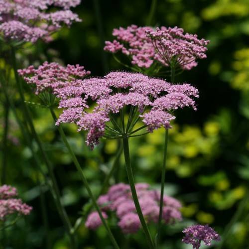 clusters of small, purple flowers with green petioles, and green, slender stem