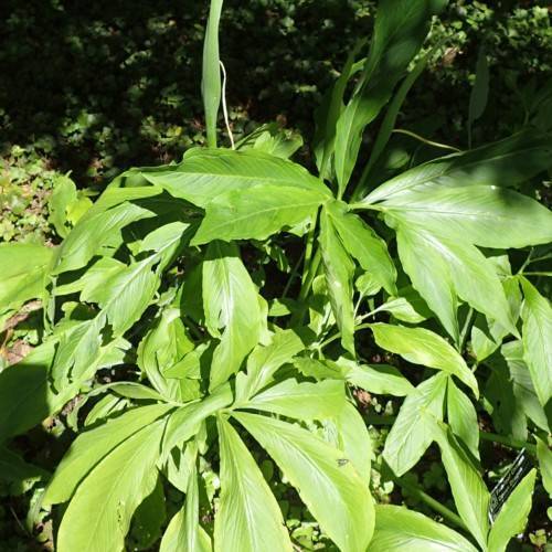 lime leaves and stems