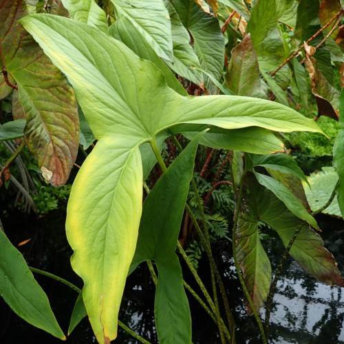 lime-pink leaves and stems
