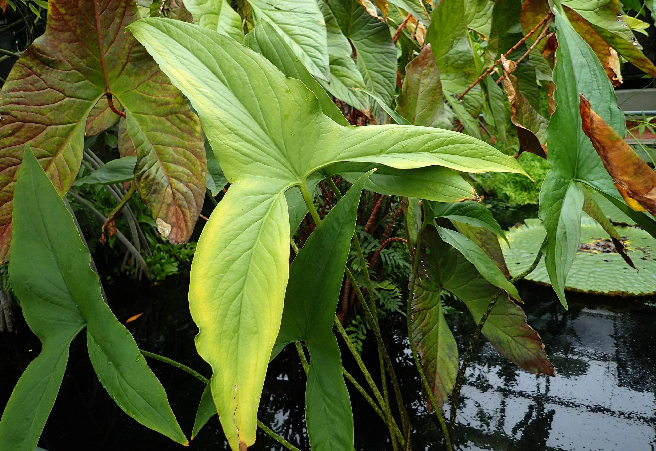 lime-pink leaves and stems