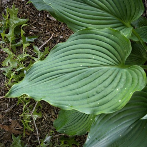 Green leaves with stipules, midrib and green veins.