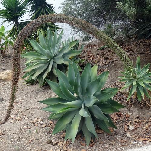 green leaves growing directly out of the soil with green-brown flowers.