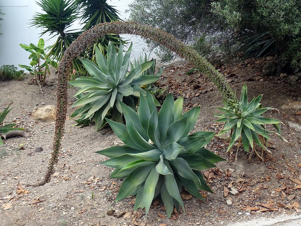 green leaves growing directly out of the soil with green-brown flowers. 