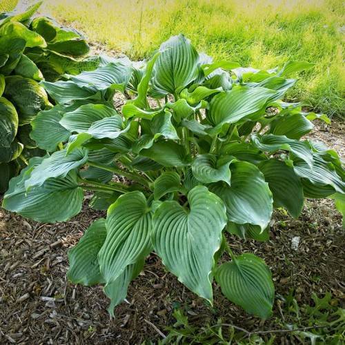 Green Dragon (Pinellia tripartita 'Gold Dragon') leaves displaying  tripartite form in green with yellow variegation