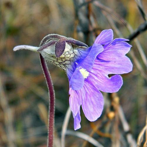 funnel-shaped, velvety, blue-purple flower with white stamens, magenta, hairy sepal, and stem