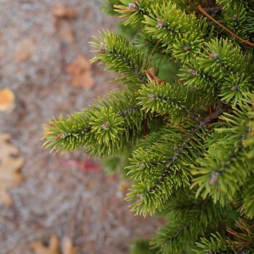 small, needle-like, green leaves with dark-brown stems
