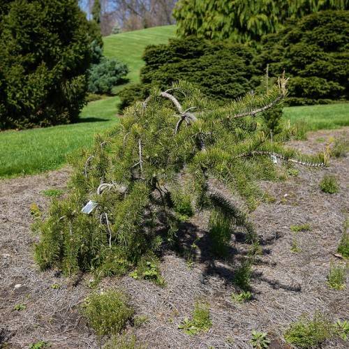 scraggly tree with gray stem and green foliage