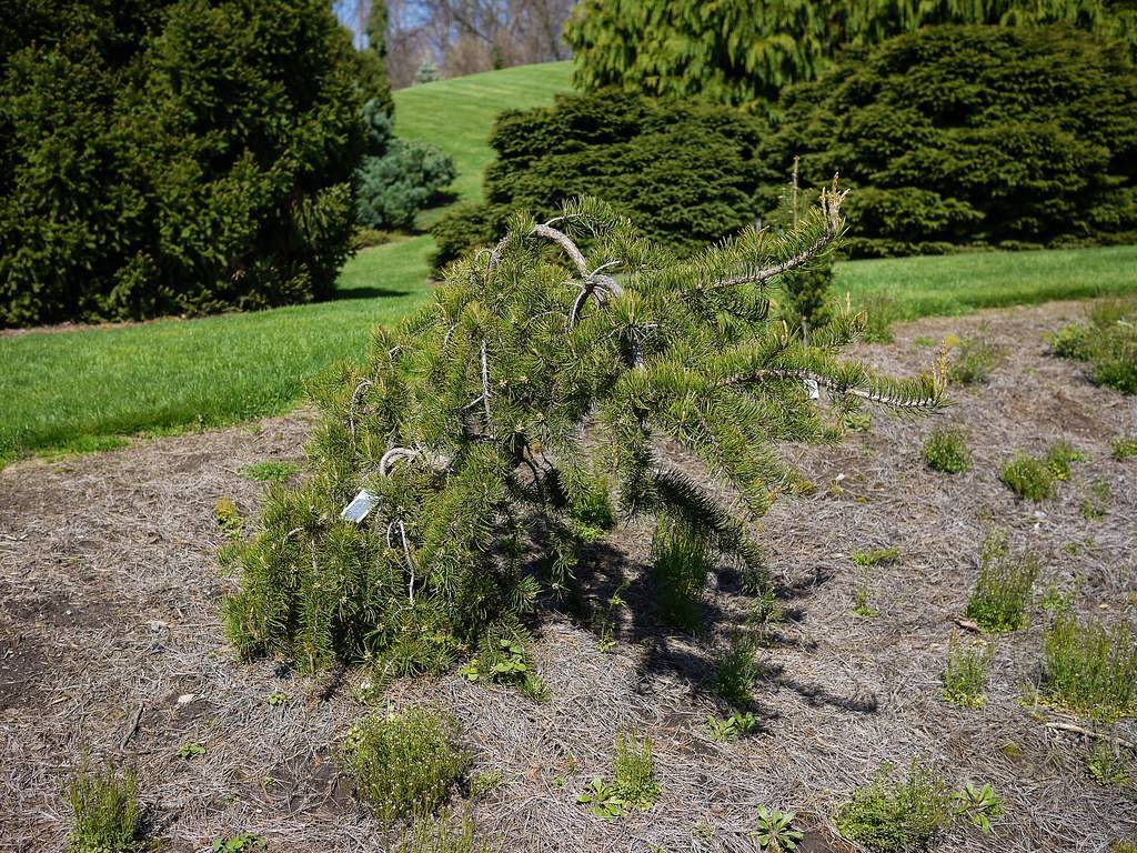 scraggly tree with gray stem and green foliage