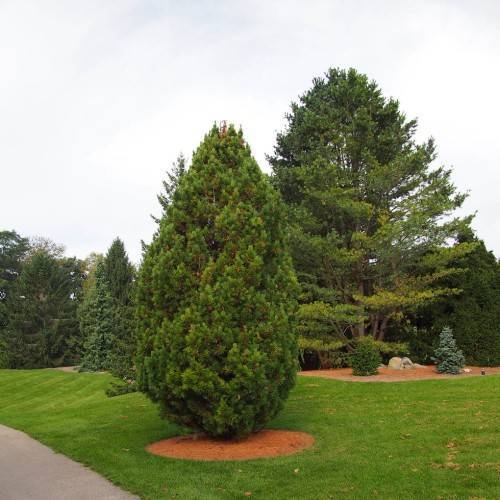 Compact, pyramidal shape tree with dark-green foliage
