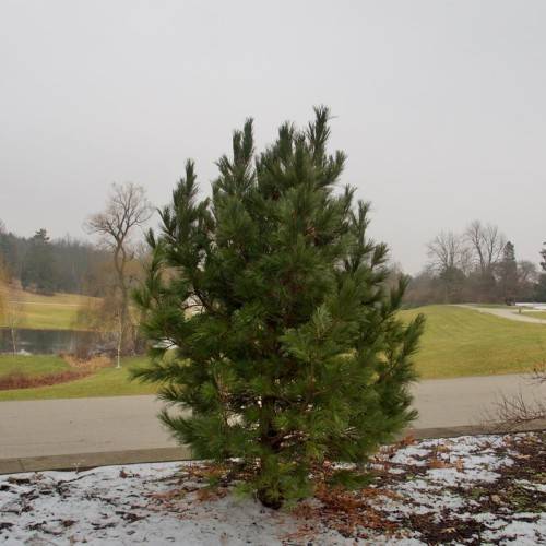 Broad, pyramidal shape, dark-green foliage with dark-brown stem