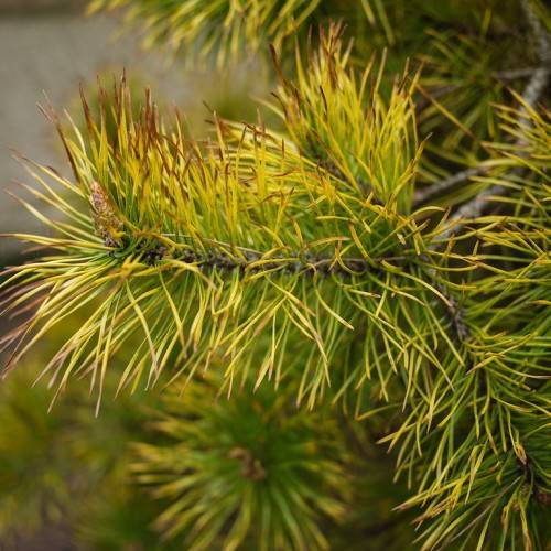 yellow-green, needle-like leaves with gray-brown stems