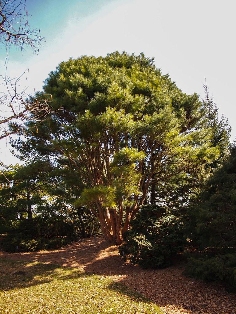 Dense, rounded shape tree with yellow-green crown and brown stems