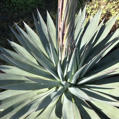 A large cornflower shaped plant, with massive layers green leaves.