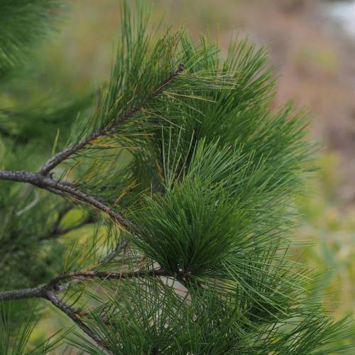 dark-green foliage on dark-brown branches