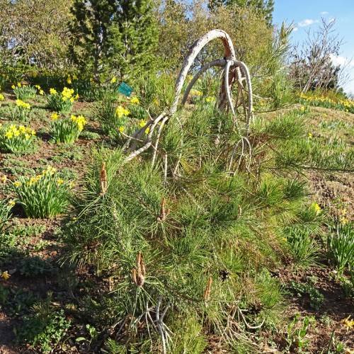 weeping-form tree with long, cascading, gray branches, and dark-green needles