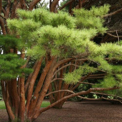 sturdy, upright, brown trunk with light-green foliage