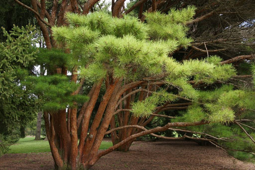  sturdy, upright, brown trunk with light-green foliage