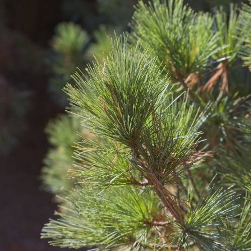 long, yellow-green needles with brown stems
