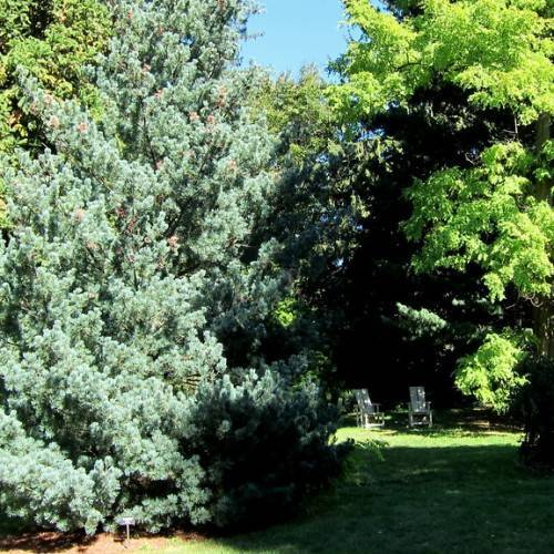 conical-shaped tree with gray-blue foliage