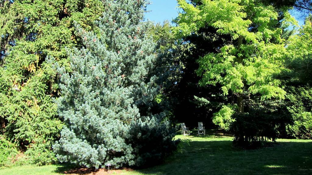 conical-shaped tree with gray-blue foliage