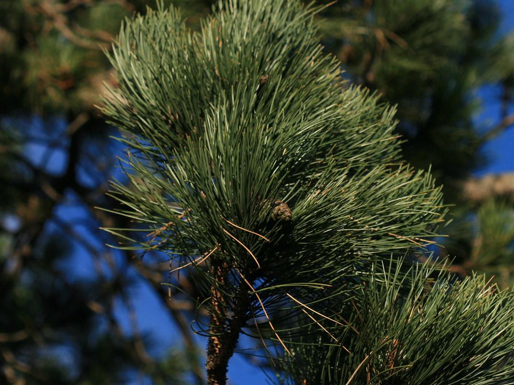 dense clusters of dark-green, long needles with dark-brown stems