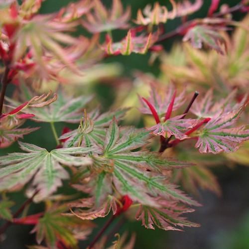 red-green leaves with red-brown stems