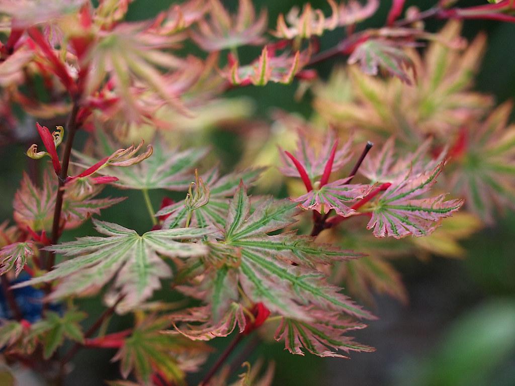 red-green leaves with red-brown stems