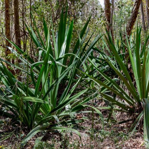 Long green leaves