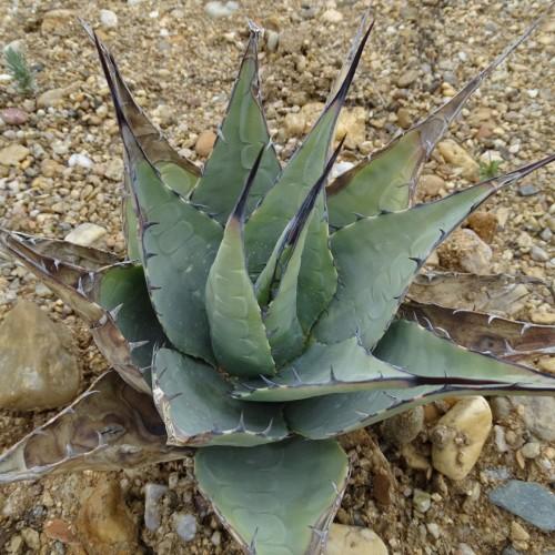green-black foliage