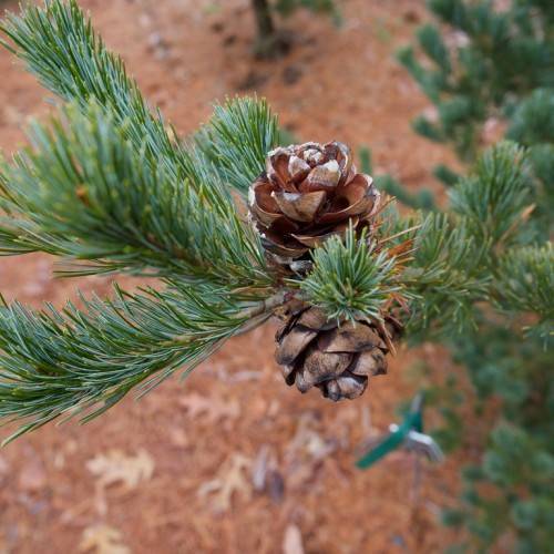 dark-brown, woody cones with blue-green dense needles and gray stems