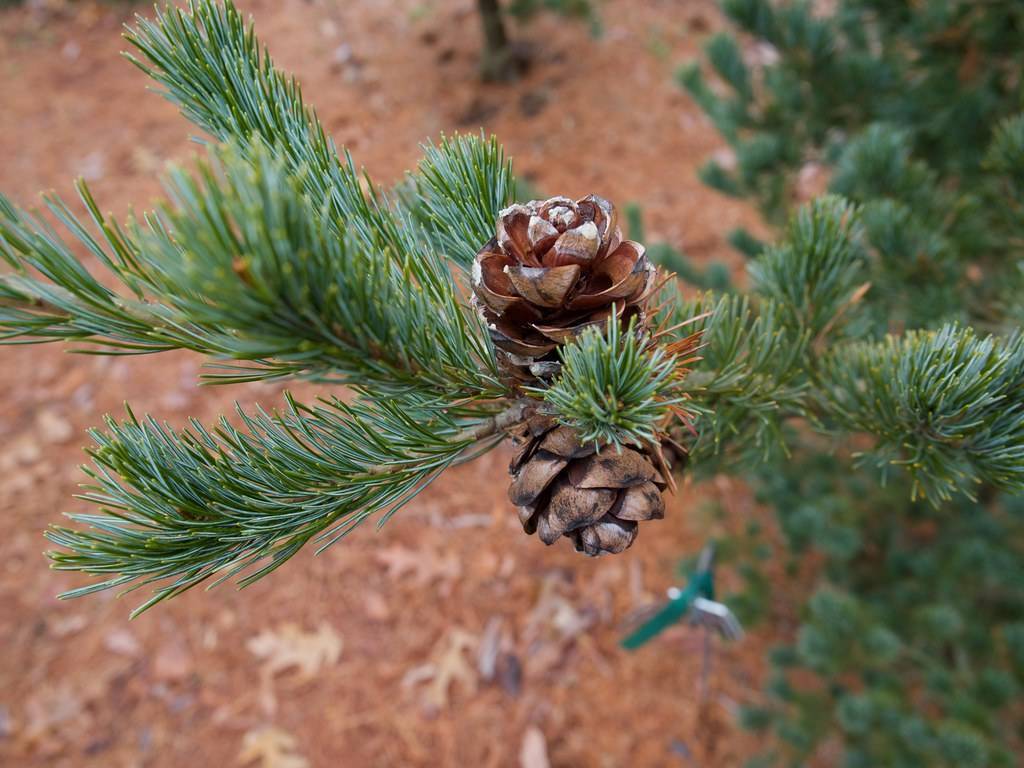 dark-brown, woody cones with blue-green dense needles and gray stems