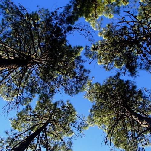 trees with black-gray, woody stems and green foliage