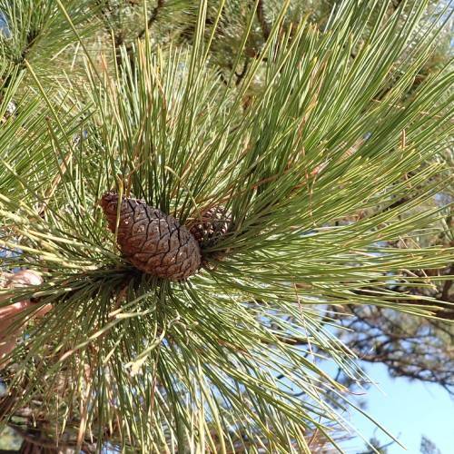 yellow-green, long needles with brown elongated cone